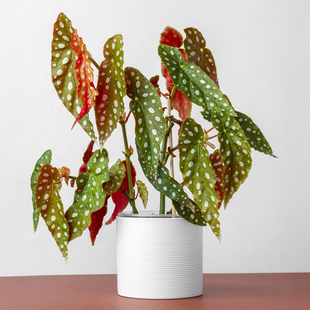 Bégonia maculata - le pot / ø 14cm / hauteur livrée 15-25cm