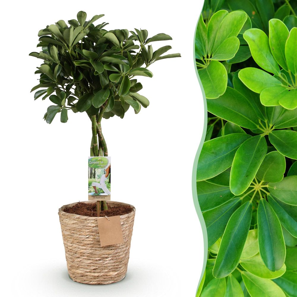 Schefflera nora - pot de 21cm - hauteur 70-82cm - plantes d'intérieur