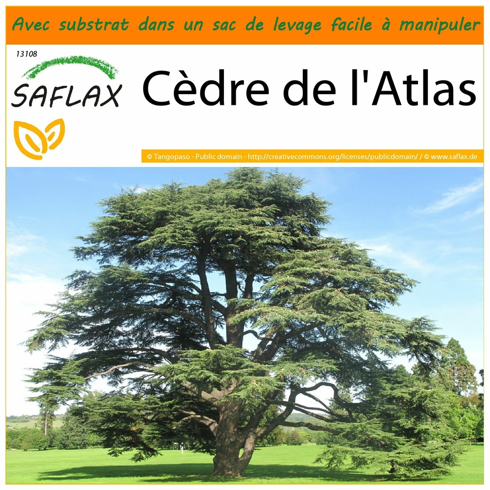 Garden in the bag - cèdre de l'atlas - 20 graines - cedrus atlantica