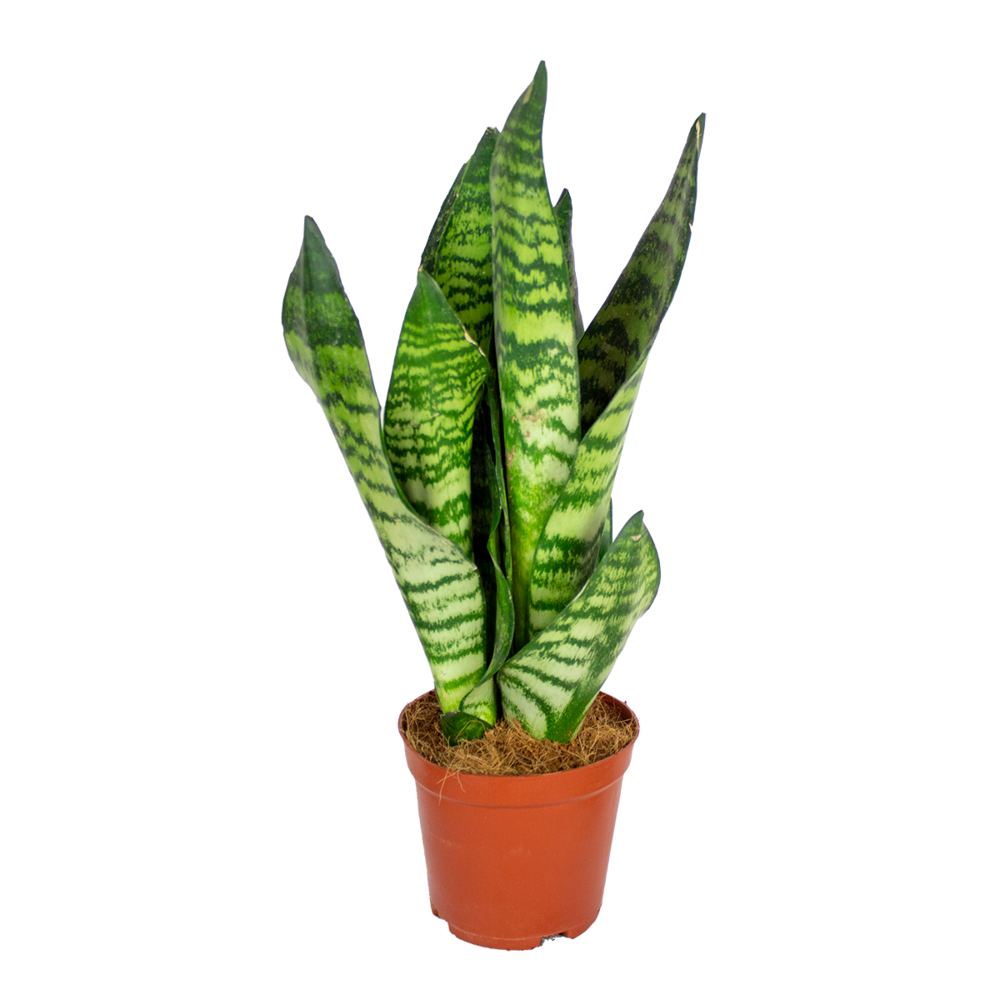 Sansevieria zeylanica - langue de belle-mère - plantes d’intérieur - 30-40 cm de haut - pot 12 cm