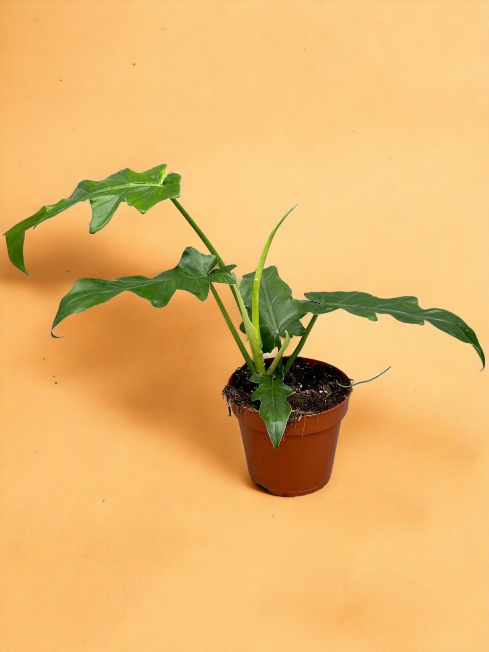 Philodendron bob cee