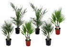 Palmiers d'extérieur - mélange de 6 - pot 15cm - hauteur 50-70cm
