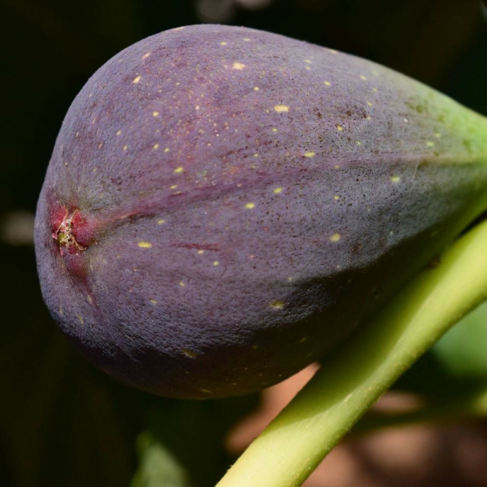 Figuier osborn prolific, ficus carica pot de 7,5l - 60/80 cm