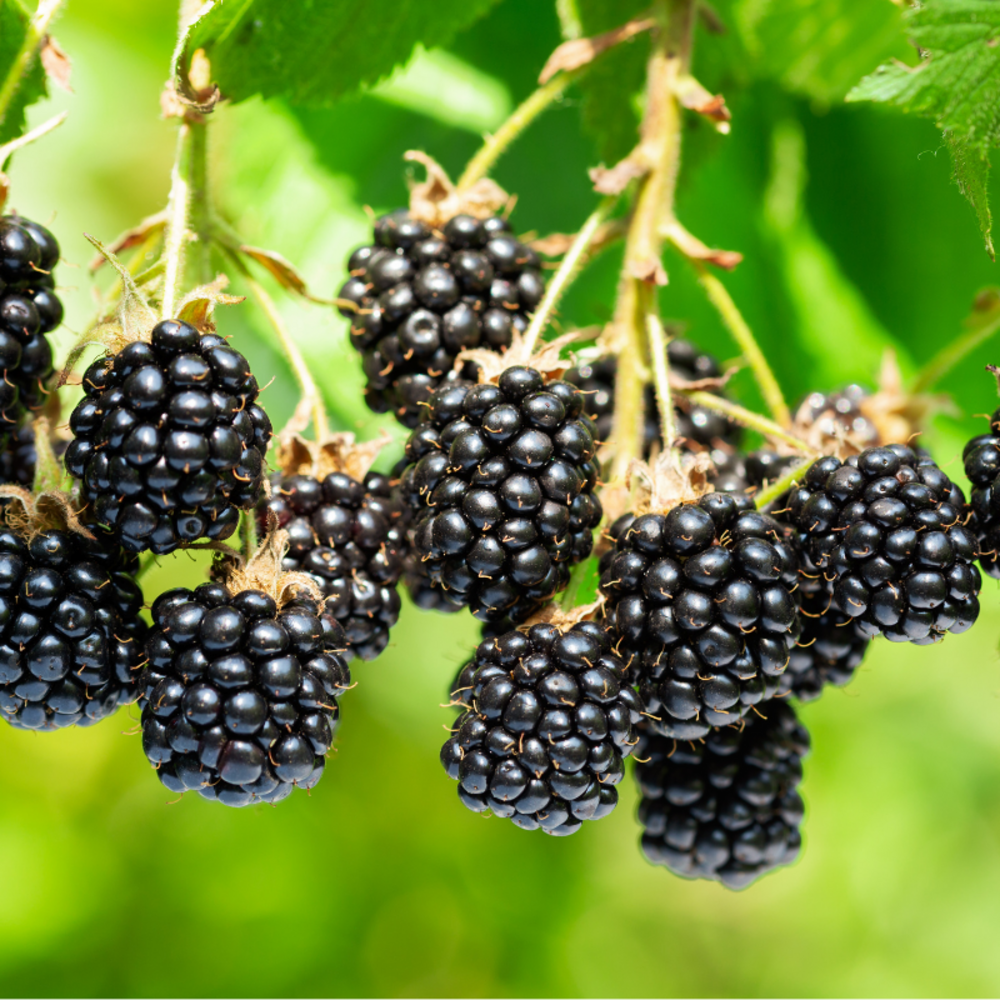 Mûrier nessy - rubus fruticosus nessy 120cm