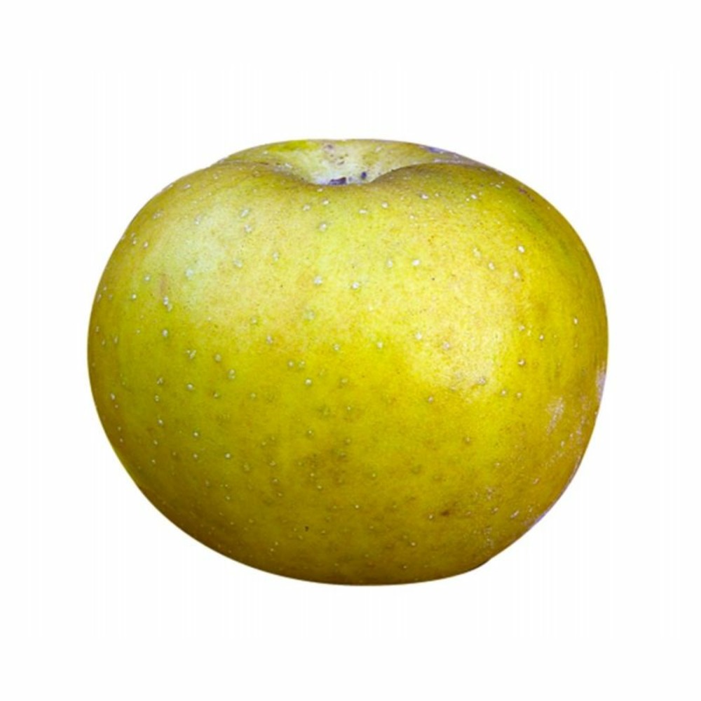 Pommier 'Patte de Loup'…