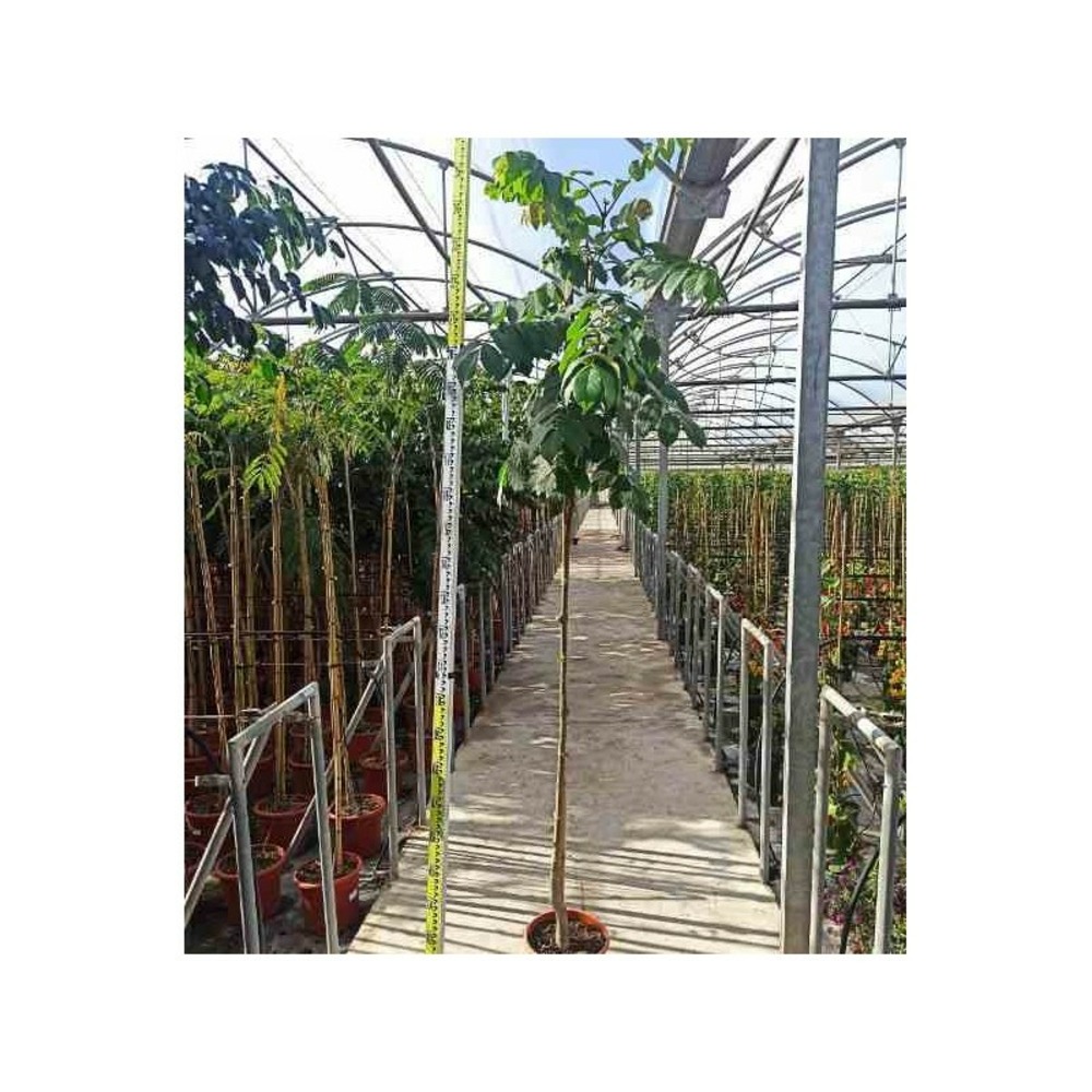 Spathodea campanulata (tulipier du gabon) pot de 35l - 150/175cm