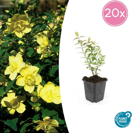 Hypericum - millepertuis hidcote x20 – entre 1,25 et 1,67m2