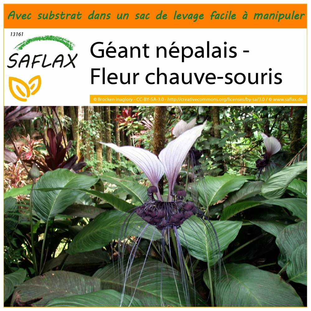 Garden in the bag - géant népalais - fleur chauve-souris - 10 graines - tacca nevia white