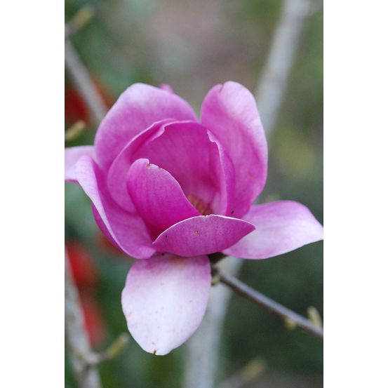 Magnolia 'cleopatra' (grande plante) - en conteneur