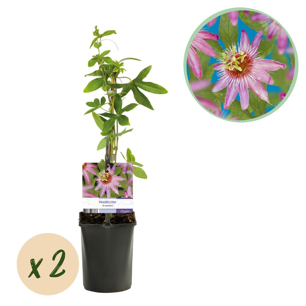 Passiflore 'anastasia' - pot 11 cm - hauteur 40 cm - plante d'extérieur