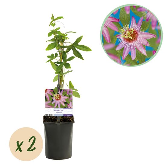 Passiflore 'anastasia' - pot 11 cm - hauteur 40 cm - plante d'extérieur