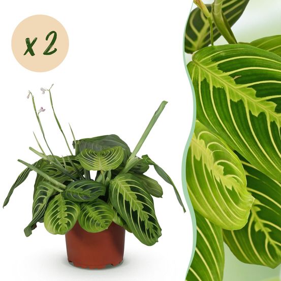 Maranta fascinator lemon lime - pet-friendly - plante de prière - pot de 12cm - hauteur 25-35cm - plantes d'intérieur