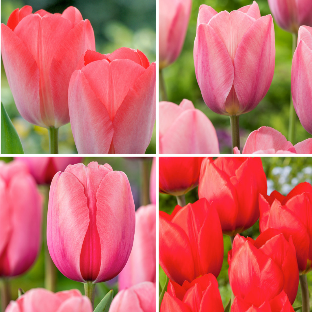 Mélange de tulipes roses et rouges - bulbes x160 - bulbes à fleurs pour jardin, terrasse ou balcon