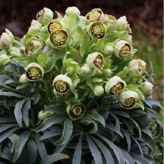 6 x hellébore fétide - helleborus foetidus - godet 9cm x 9cm