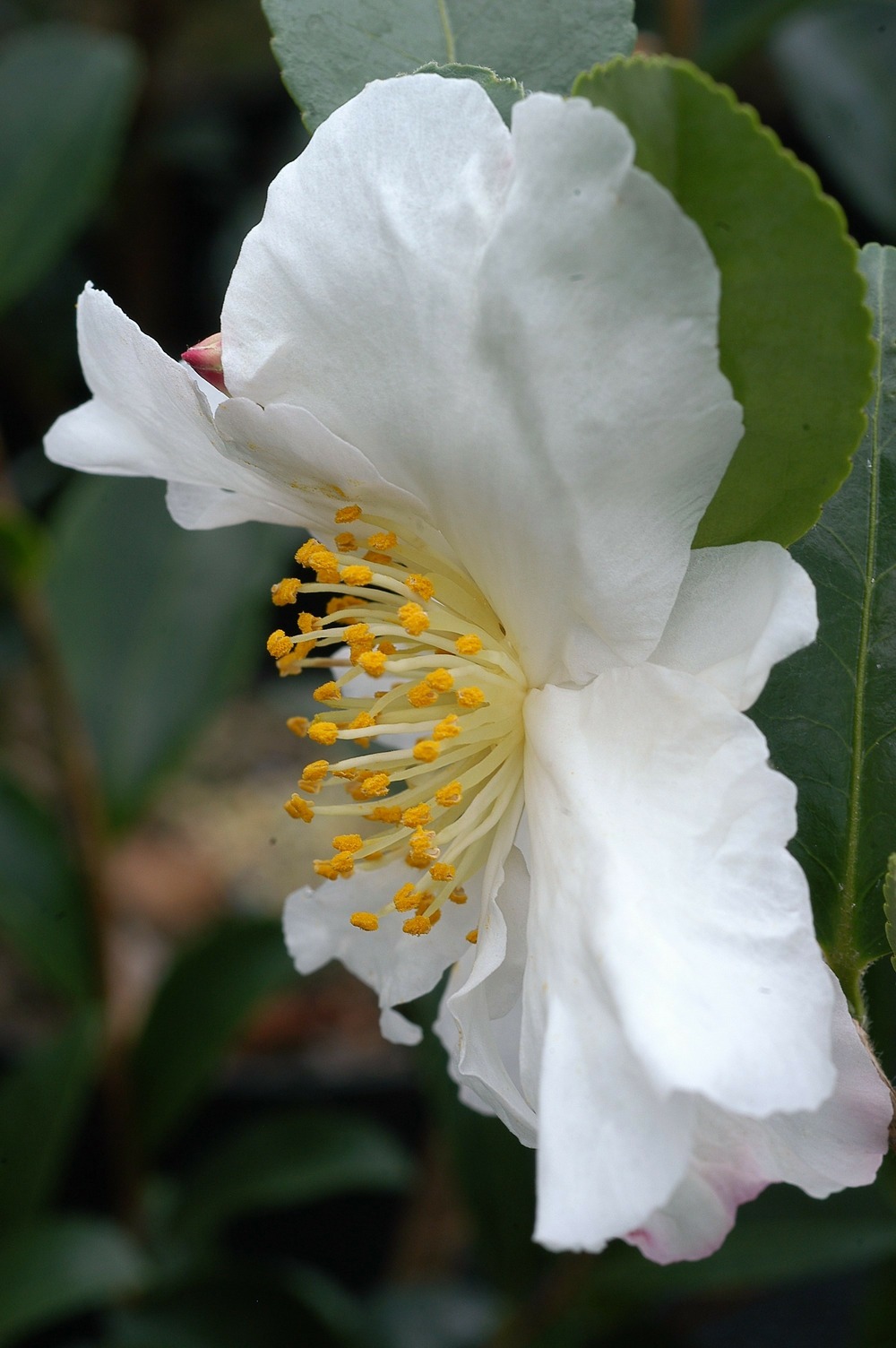 Camélia 'narcissiflora' - en pot de 4 litres