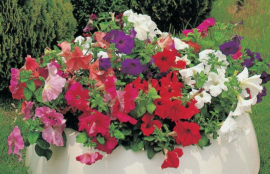 Petunia pendula - 0.5 g