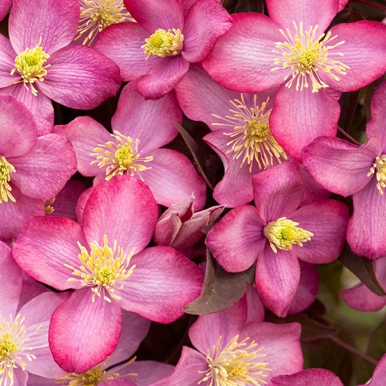 2 x clématite 'freda' - clematis montana 'freda' - 50-60 cm pot