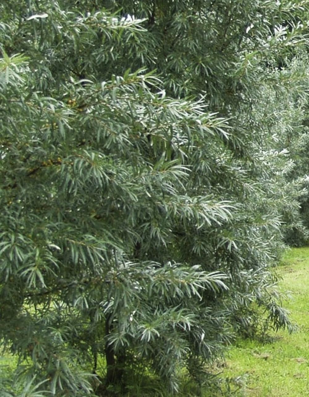 Argousier auto fertile 'friesdorfer orange' pot de 1,5l/2l