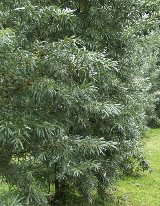 Argousier auto fertile 'friesdorfer orange' pot de 1,5l/2l