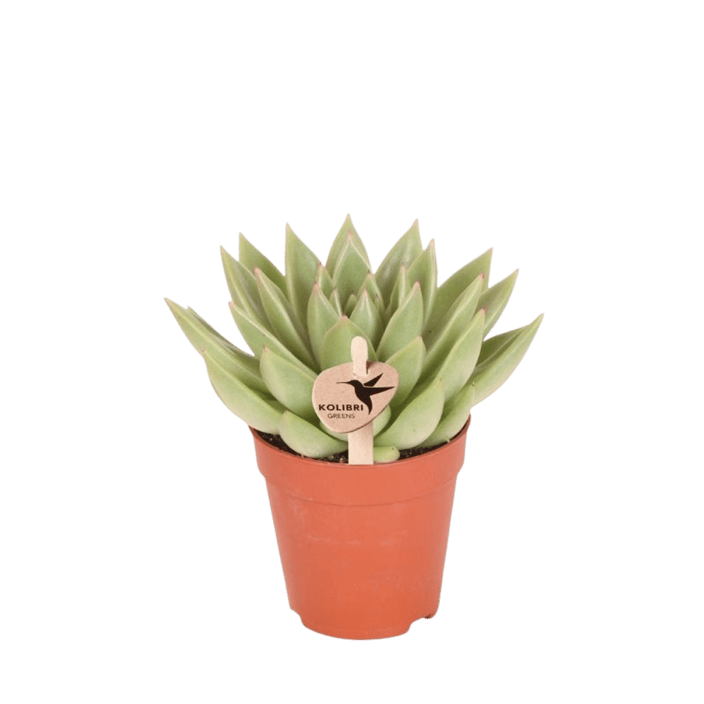Echeveria miranda h13cm - plante grasse d'intérieur