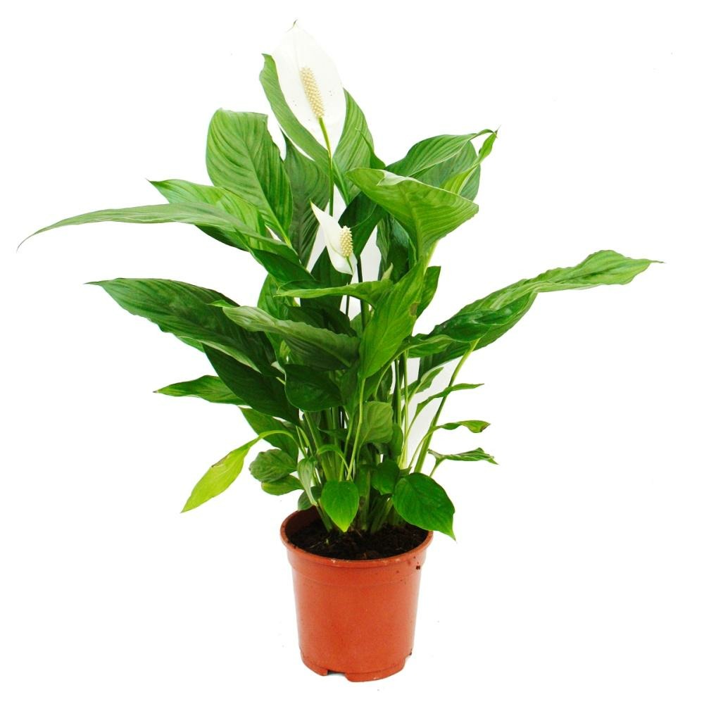Spathiphyllum 