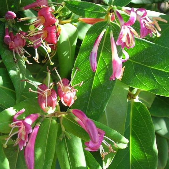 Chèvrefeuille de henryi - lonicera henryi 3l - 60/90cm