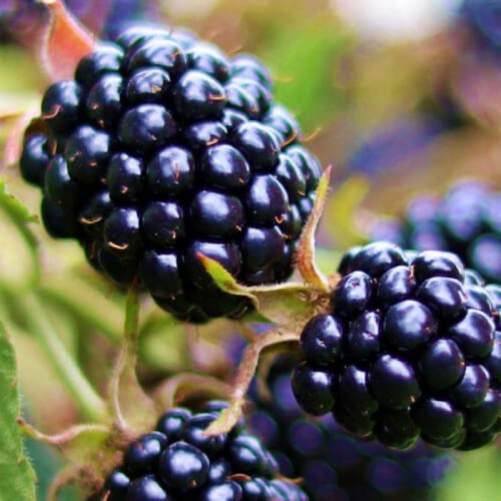 Mûre 'géante des jardins' (rubus fruticosus 'géante des jardins')