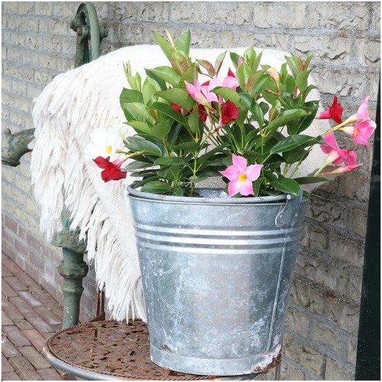 Dipladenia rouge x 6