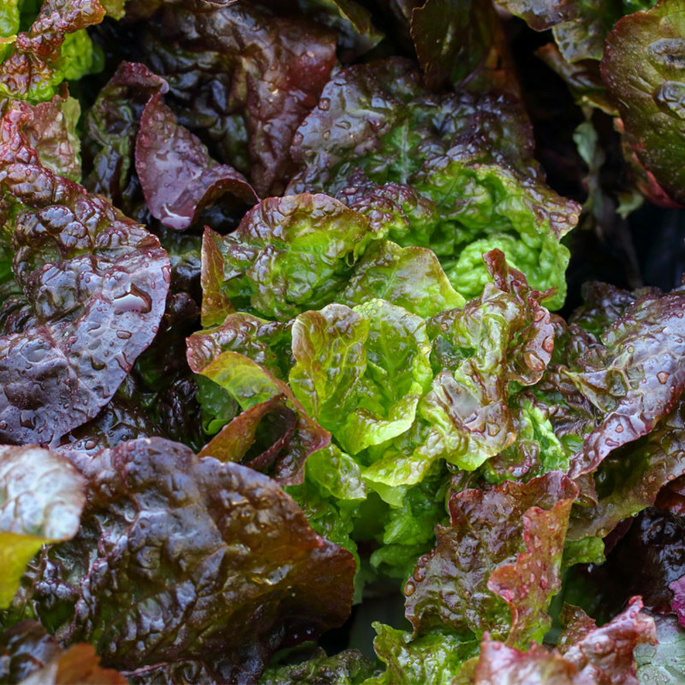 6 plants laitues merveille 4 saisons