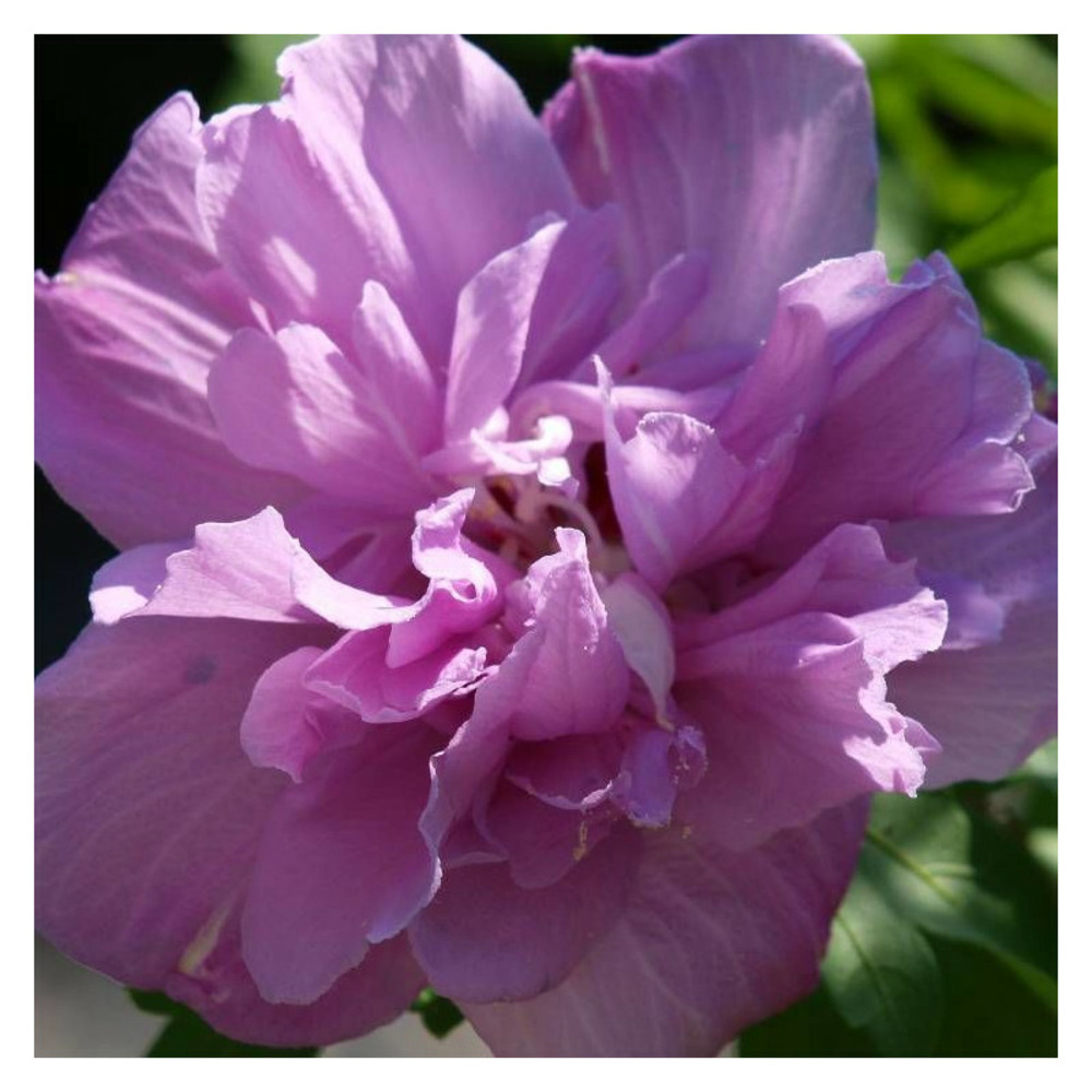 Hibiscus french cabaret® purple 'mindouv5', althéa pot de 7,5l - 60/80 cm