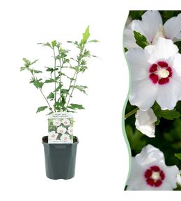 Arbustes - hibiscus syriacus rouge heart - fleur blanche avec cœur rouge - pot