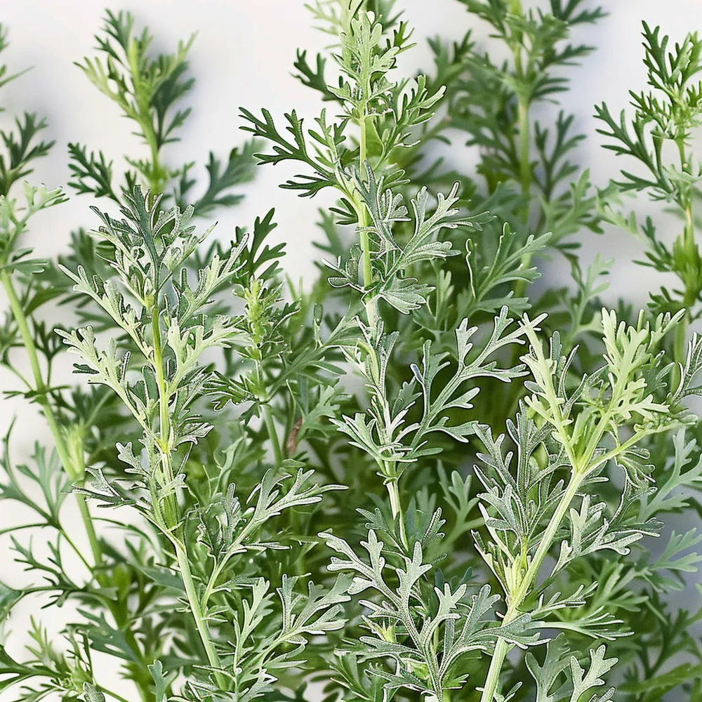 1000 graines d'absinthe - semisauvage permaculture