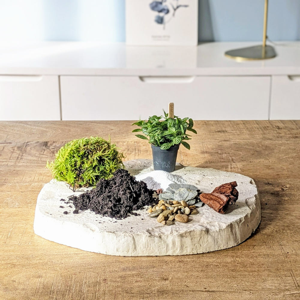 Kit recharge pour terrarium 1 plante fittonia vert