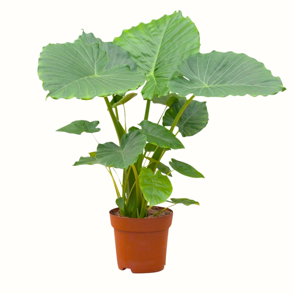 Alocasia gageana - 70cm