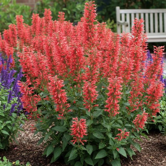 Agastache kudos red® lot de 9 godets