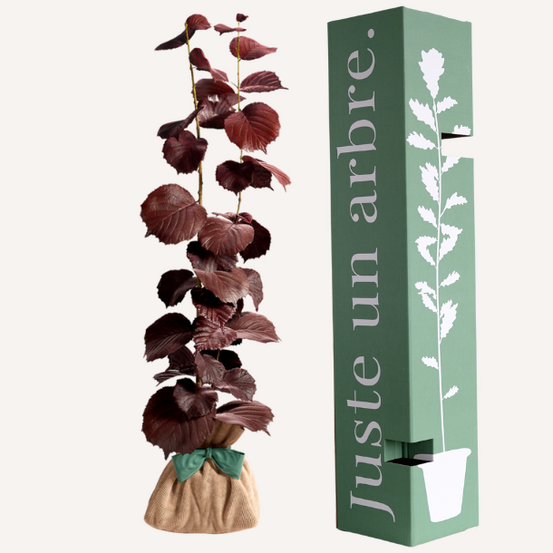Noisetier pourpre | idée cadeau naissance, mariage, anniversaire - à planter en intérieur ou extérieur.