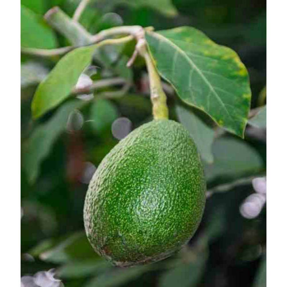 Avocatier : persea americana var. Fuerte (de greffe) pot de 7 litres ? 60/80 cm