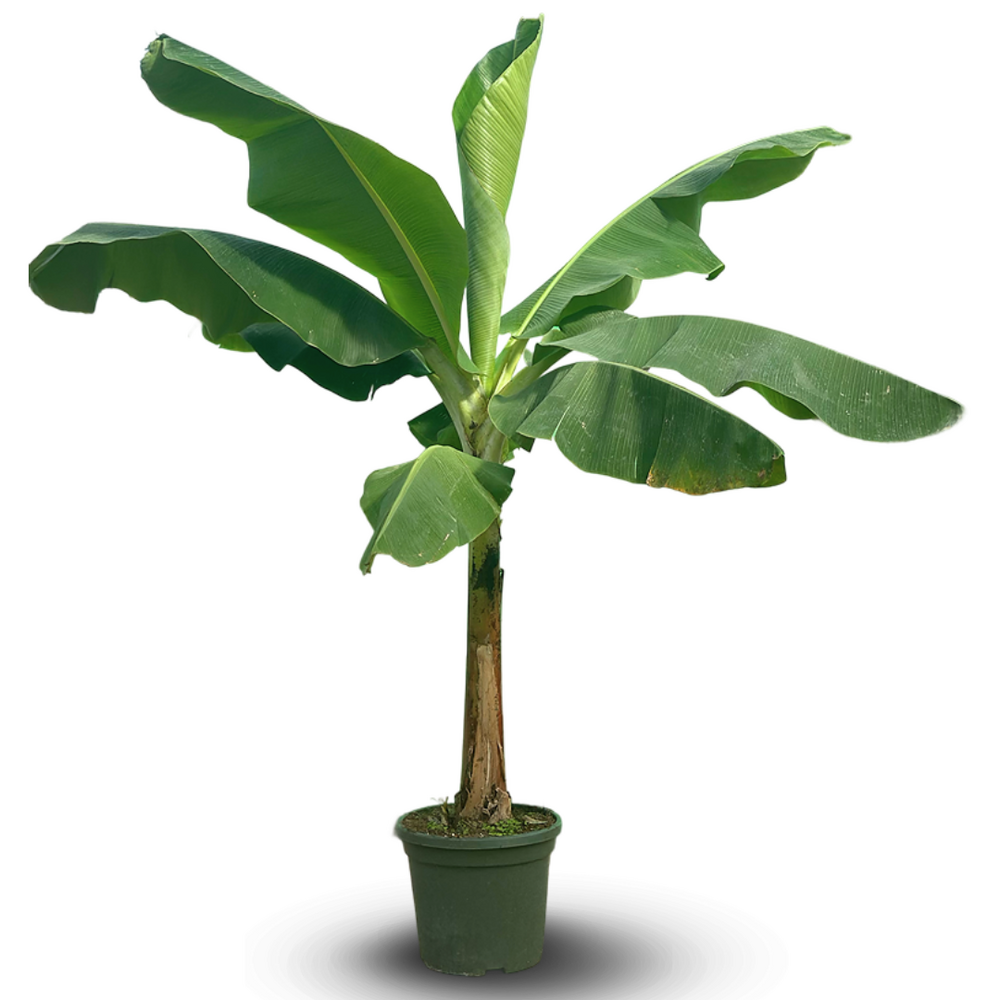 Bananier musa dwarf cavendish - plante d'intérieur & extérieur - ↕ 180-200 cm - ⌀ 40 cm - purificateur d'air