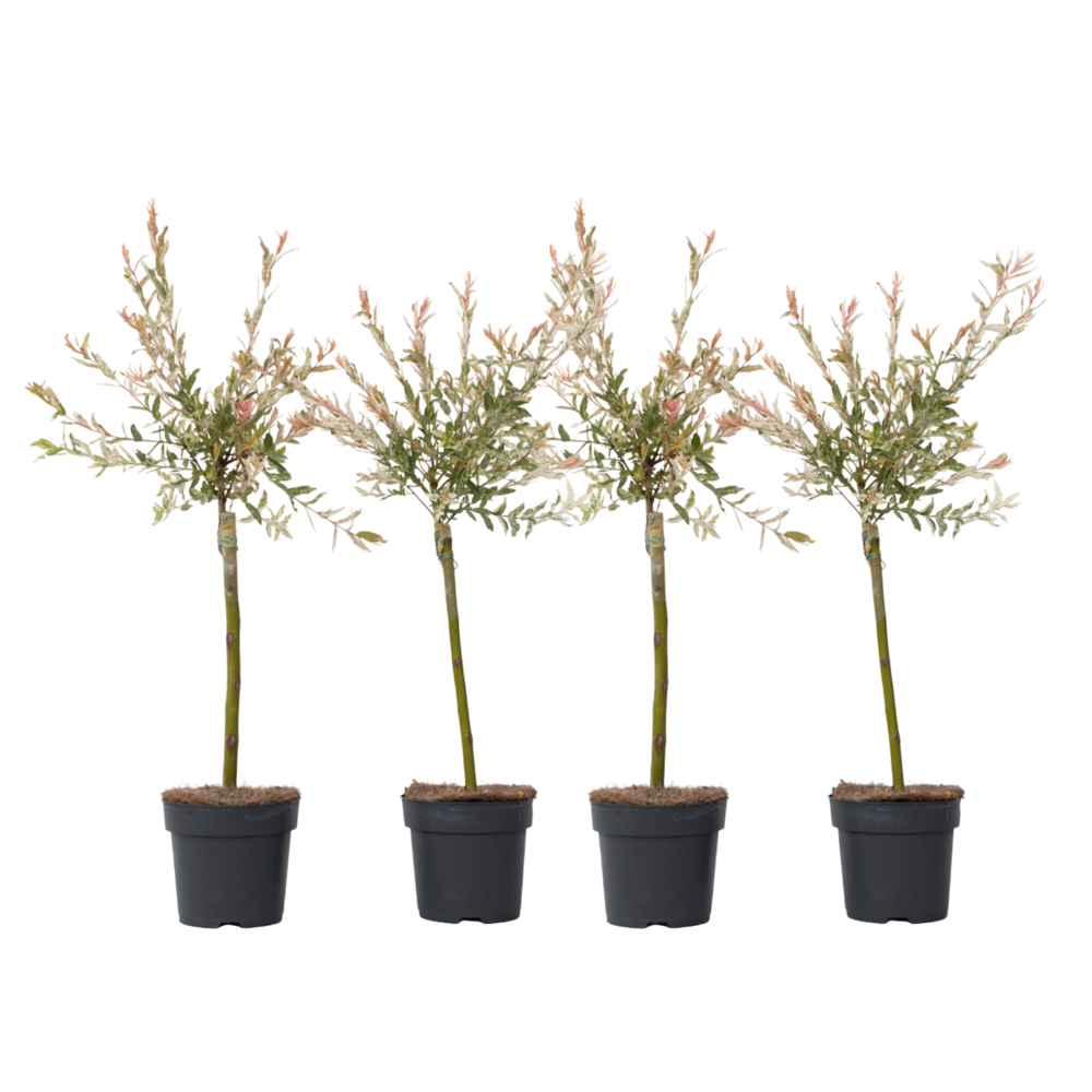 Saule crevette - set de 4 - salix integra 'flamingo' - hauteur 60-80cm - ⌀17cm