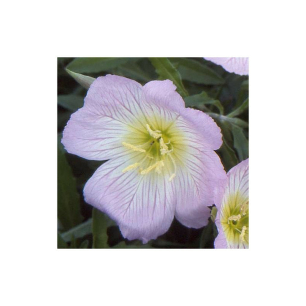 Onagre rose godet - 5/20 cm