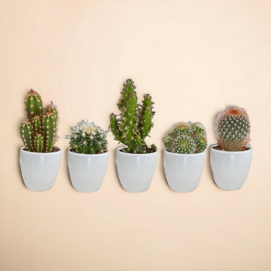 Coffret cactus et ses caches-pots blancs - lot de 15, h13cm