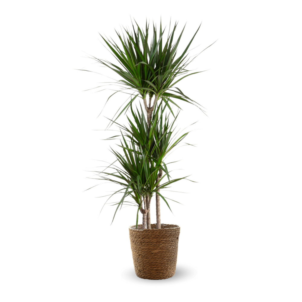 Dracaena marginata avec panier en jonc de mer - plante d'intérieur - ↕ 100-110 cm - ⌀ 22 cm - facile d'entretien