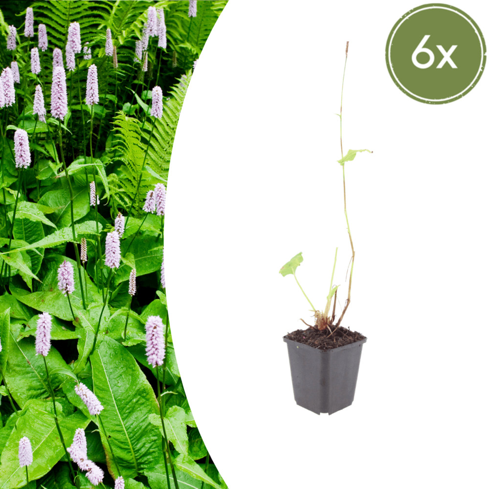 Lot de 24 - persicaire (persicaria amplexicaulis) 'alba'