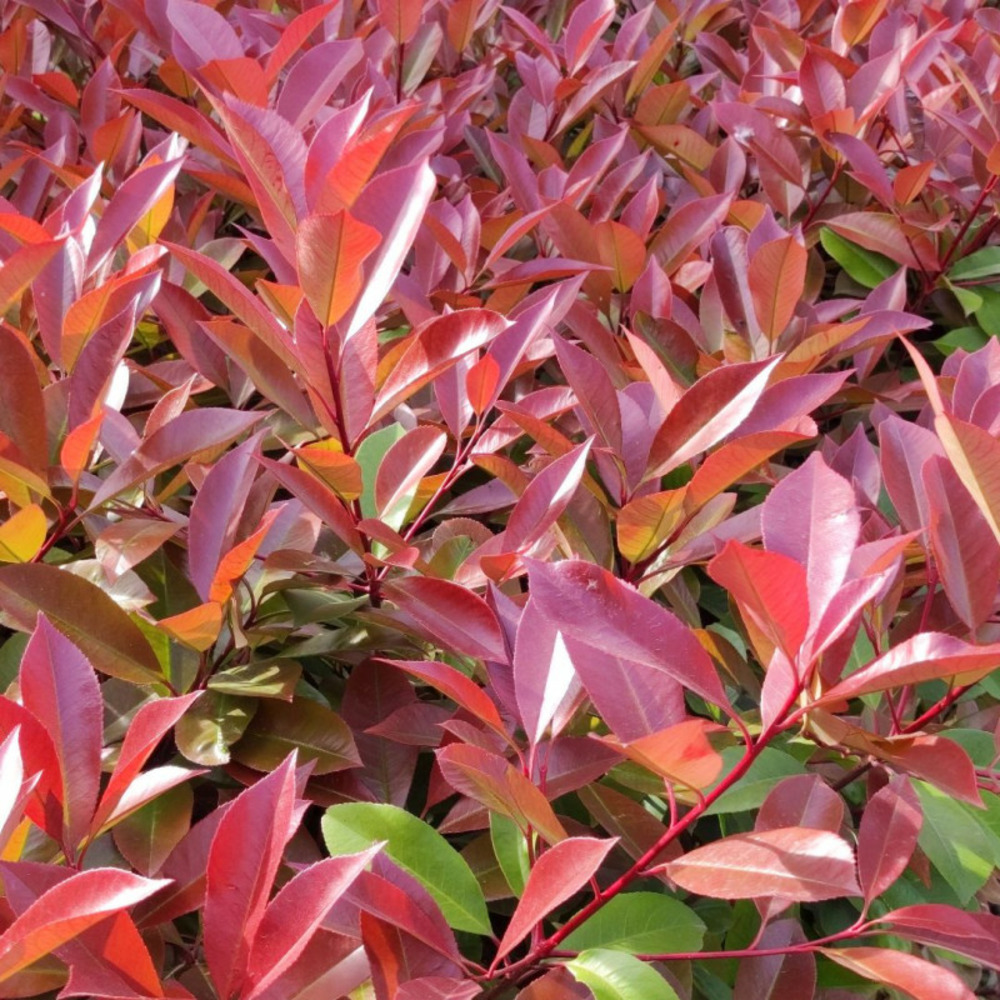 Photinia red robin - photinia xfraseri red robin en pot 12l 125/150cm