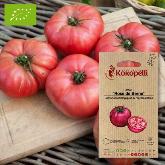 Tomate rose de berne- graines bio à semer