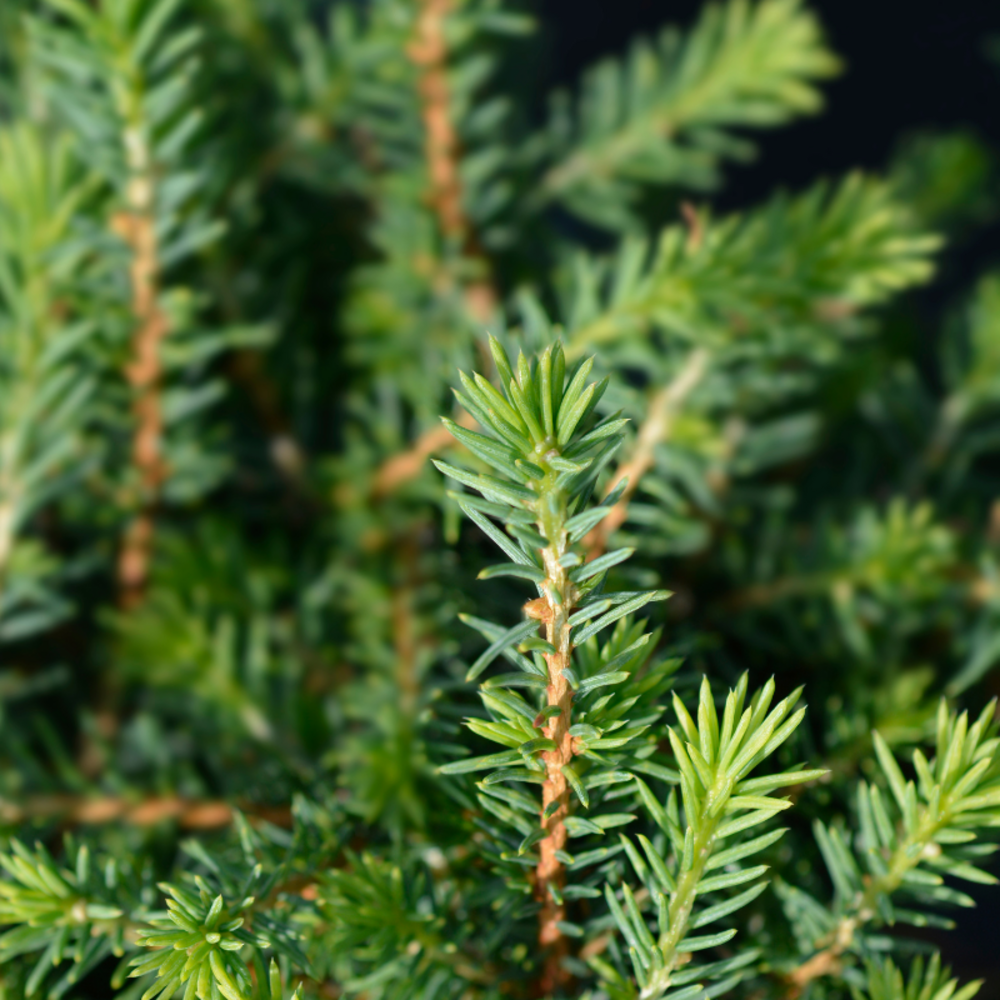 Épicéa de serbie karel - picea omorika karel 20/30cm pot 2,5l