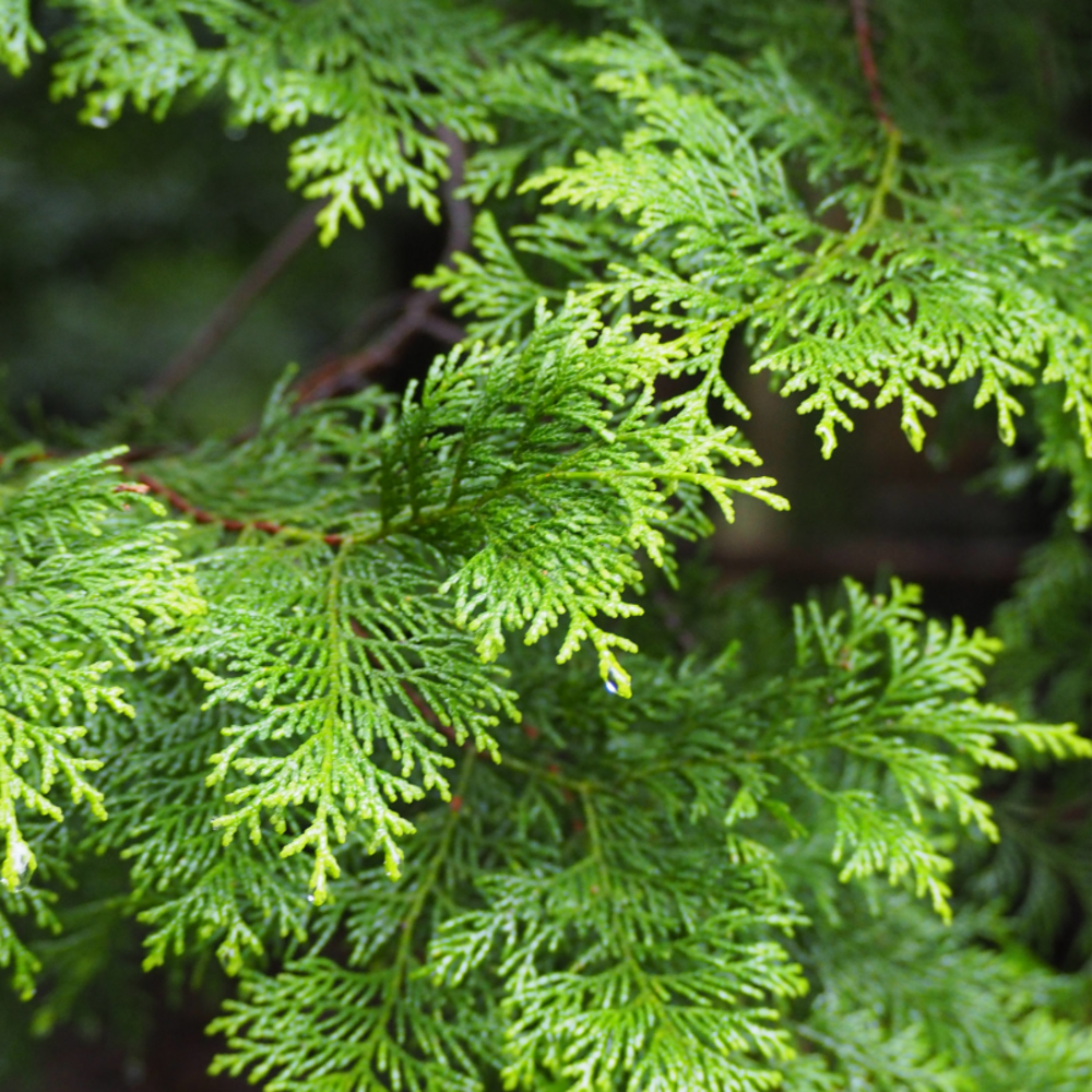 Faux-cyprès de hinoki teddy bear - chamaecyparis obtusa teddy bear 20/30cm pot 2,5l