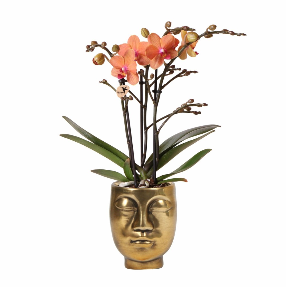 Orchidée orange et son cache-pot visage doré - plante d'intérieur fleurie 35cm - plante d'intérieur