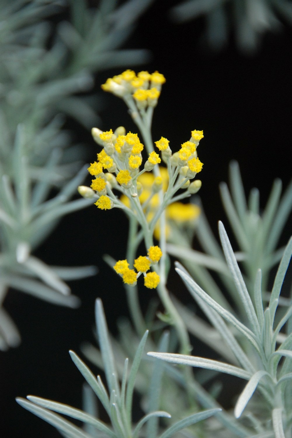 Helichrysum serotinum - en pot de 3 litres