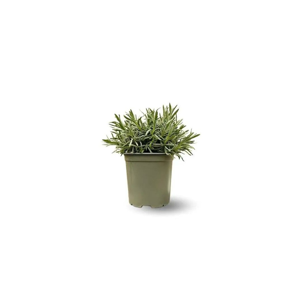 Lavande - aromatique - ↕ 25-30 cm - ⌀ 14 cm - véritables herbes fraîches